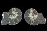 Cut/Polished Hoploscaphites Ammonite - South Dakota #86217-1